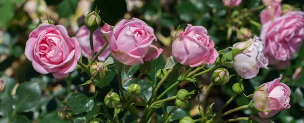 Floração Belas Rosas Coloridas Jardim — Fotografia de Stock