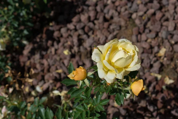 茶色の背景を持つ美しいバラ — ストック写真