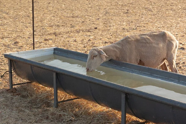 Πρόβατα Που Πίνουν Μια Πισίνα Ένα Ξηρό Τομέα Των Δημητριακών — Φωτογραφία Αρχείου