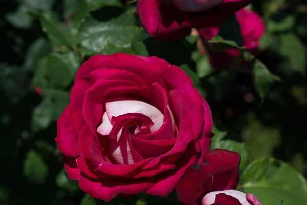 Kvetoucí Krásné Barevné Růže Zahradě — Stock fotografie