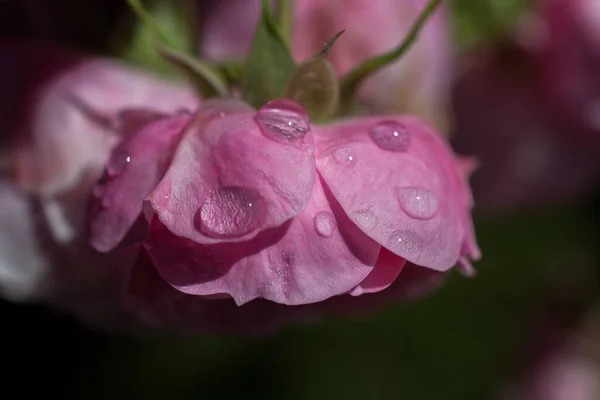 Płatki Róży Kropli Wody — Zdjęcie stockowe