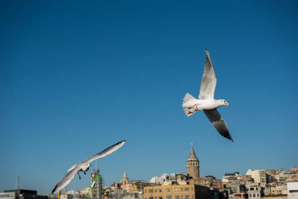 Troupeau Mouettes Volantes Les Oiseaux Volent Dans Air — Photo