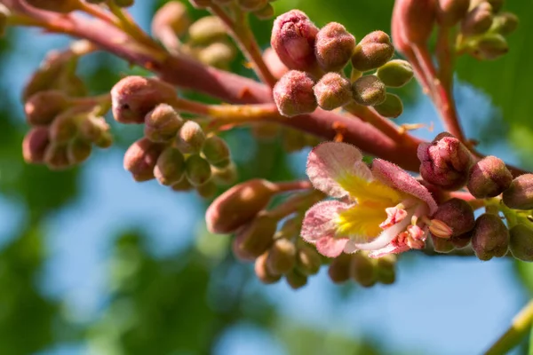 Kolorowy Kwitnące Dzikie Wiosenne Kwiaty Widoku — Zdjęcie stockowe