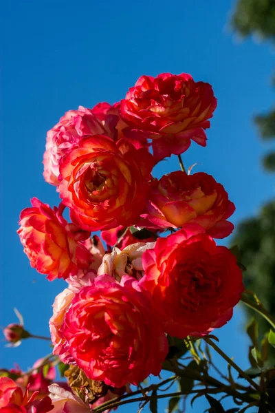 Rosen Mit Einem Himmel Hintergrund — Stockfoto