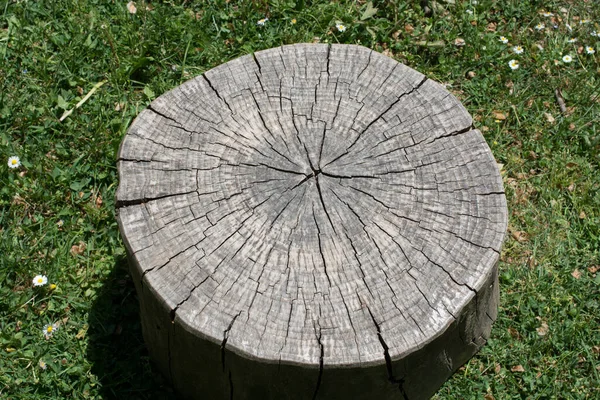 Cut Tree Stump View — Stock Photo, Image