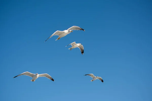 Meeuwen Vliegen Het Blauw Een Lucht — Stockfoto