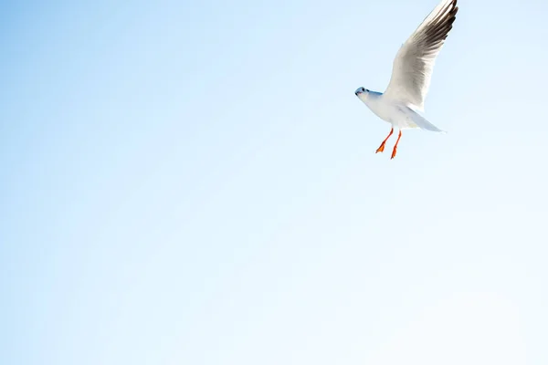Одинокая Чайка Летит Голубом Небе — стоковое фото