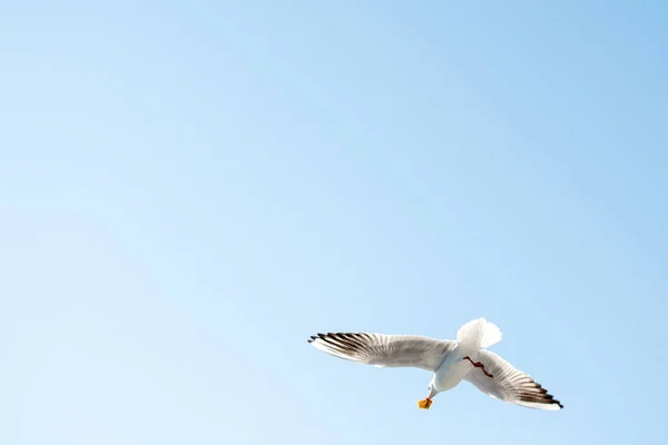 Single Seagull Flying Blue Sky — Stock Photo, Image