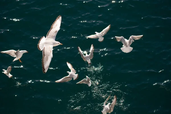 Uçan Martı Sürüsü Kuşlar Havada Süzülüyor — Stok fotoğraf