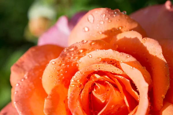 バラの花びらに水滴 — ストック写真
