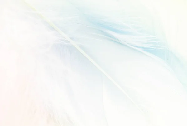 Pastellfarbene Blaue Flauschige Vogelfedern Als Hintergrund — Stockfoto