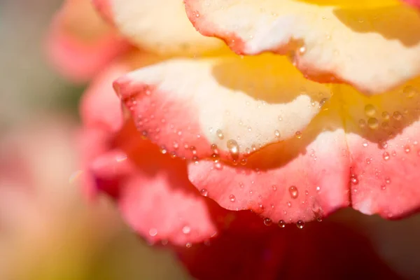 Pétalas Rosa Com Gotas Água — Fotografia de Stock