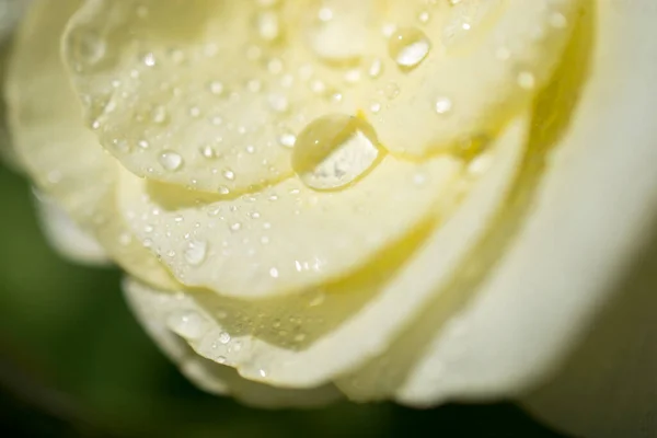 Okvětních Lístků Růže Kapkami Vody Něm — Stock fotografie