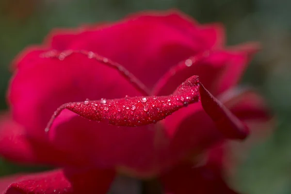 Rose Petals Water Drops — Stock Photo, Image