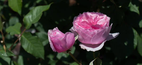 Kwitnące Piękne Kolorowe Róże Ogrodzie — Zdjęcie stockowe