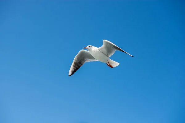 Одна Чайка Летящая Небе — стоковое фото