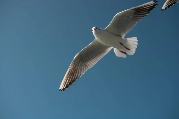 Single Seagull Flying Sky — Stock Photo, Image