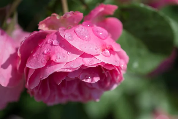 Kwitnące Piękne Kolorowe Świeże Róża Rosy Płatki — Zdjęcie stockowe