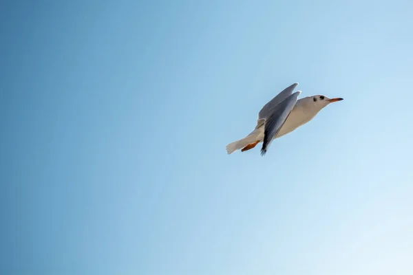 Single Seagull Flying Sky — Stock Photo, Image