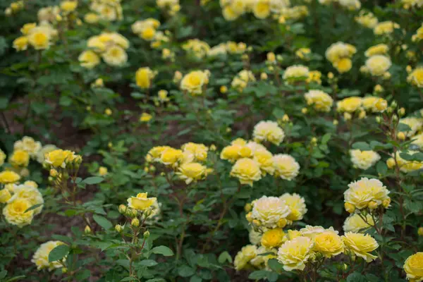 庭の美しいカラフルなバラを開花 — ストック写真