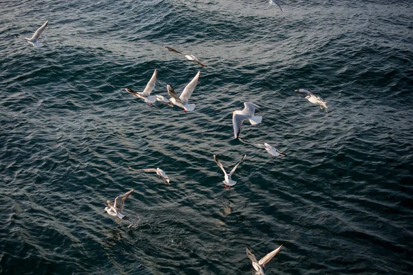Una Bandada Gaviotas Volando Las Aves Elevan Aire —  Fotos de Stock