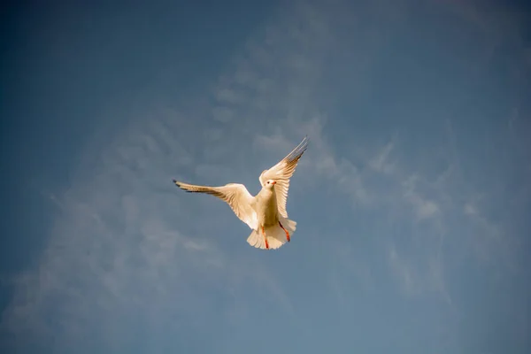 Una Sola Gaviota Volando Azul Cielo — Foto de Stock