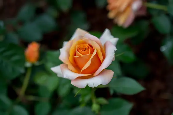 Beautiful Colorful Rose Flower — Stock Photo, Image