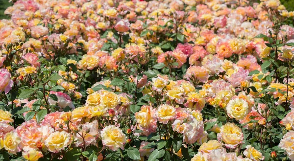 Blommande Vackra Färgglada Rosor Trädgården — Stockfoto