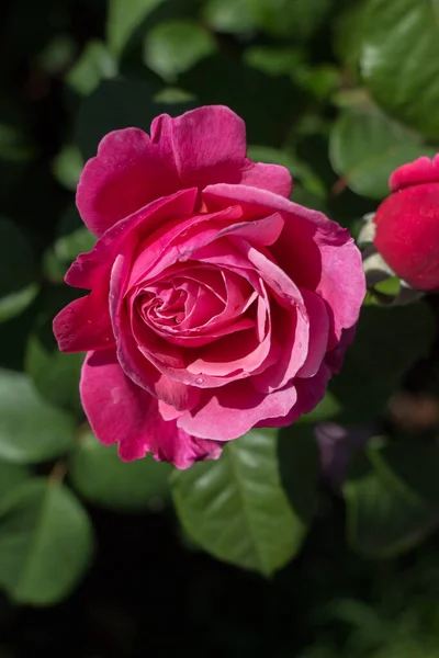 Flores Hermosas Rosas Colores Jardín —  Fotos de Stock