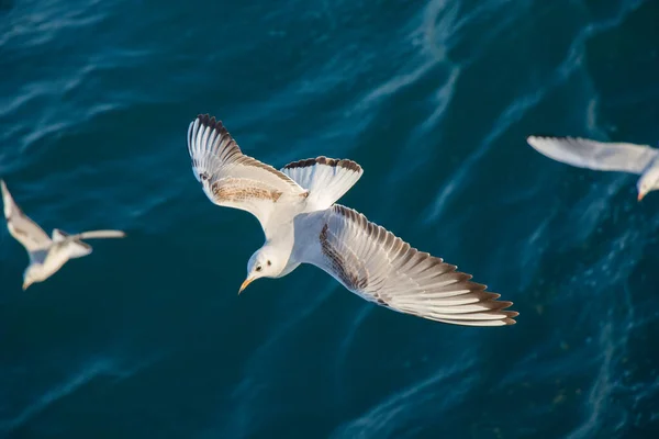 Martılar Deniz Suları Üzerinde Vardır — Stok fotoğraf