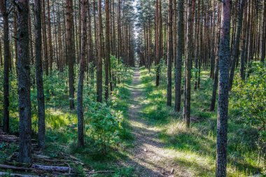 Çam ağaçları güneşli bir günde, yatay