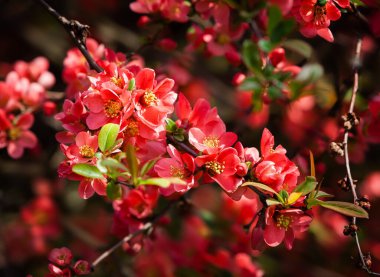 Güzel çiçeklerin güzel manzarasını kapat.