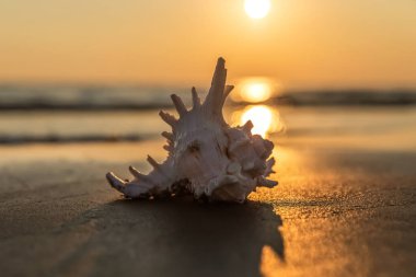 Deniz kabuğu kumlu plajda yatıyor