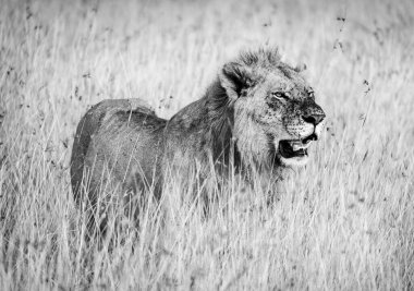 Kenya 'da aslan portresi 