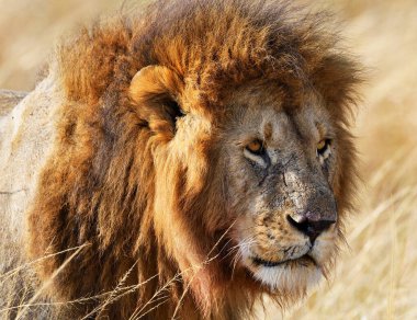 Kenya 'da aslan portresi 