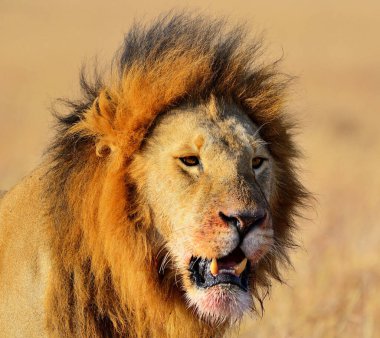 Kenya 'da aslan portresi 