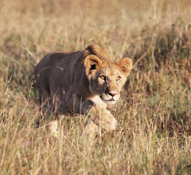 Kenya 'da aslan portresi 