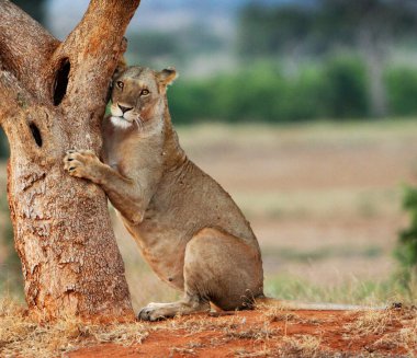 Kenya 'da aslan portresi 