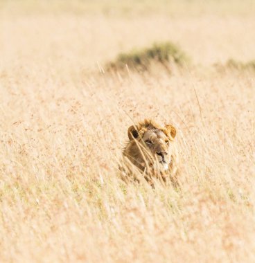 Kenya 'da aslan portresi 