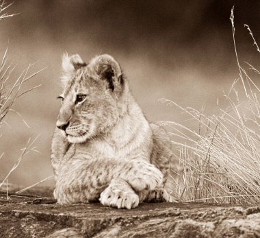 Kenya 'da aslan portresi 