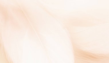 Arka plan için pastel renkli kuş tüyleri