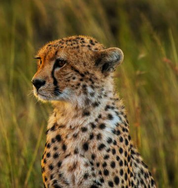 Doğadaki genç leoparın yakın plan portresi