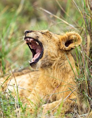 Nairobi 'de aslan portresi.