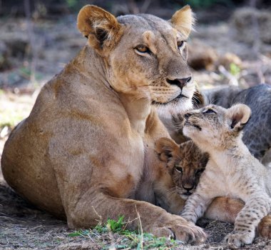 Afrika bozkırlarında bir dişi aslanın güzel portresi.