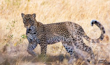 Doğadaki genç leoparın yakın plan portresi