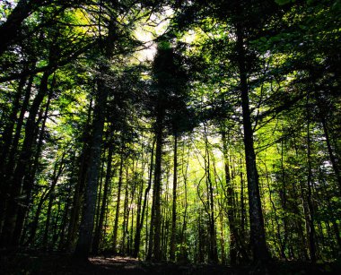Le Chenit Doğa Manzarası. Seyahat Arkaplanı 