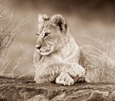 Afrika savanındaki bir aslanın güzel portresi.