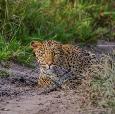 Doğadaki genç leoparın yakın plan portresi