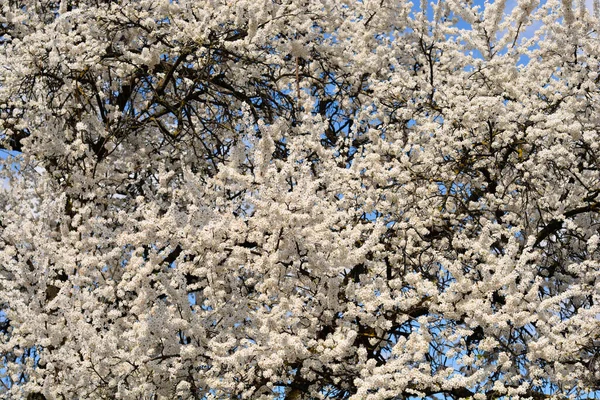 Kirschblüte Baum Hintergrund Ansicht — Stockfoto