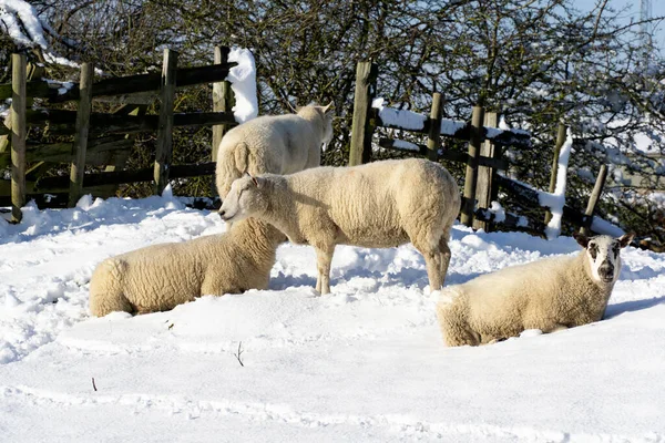 Овцы Зимнем Фоне — стоковое фото